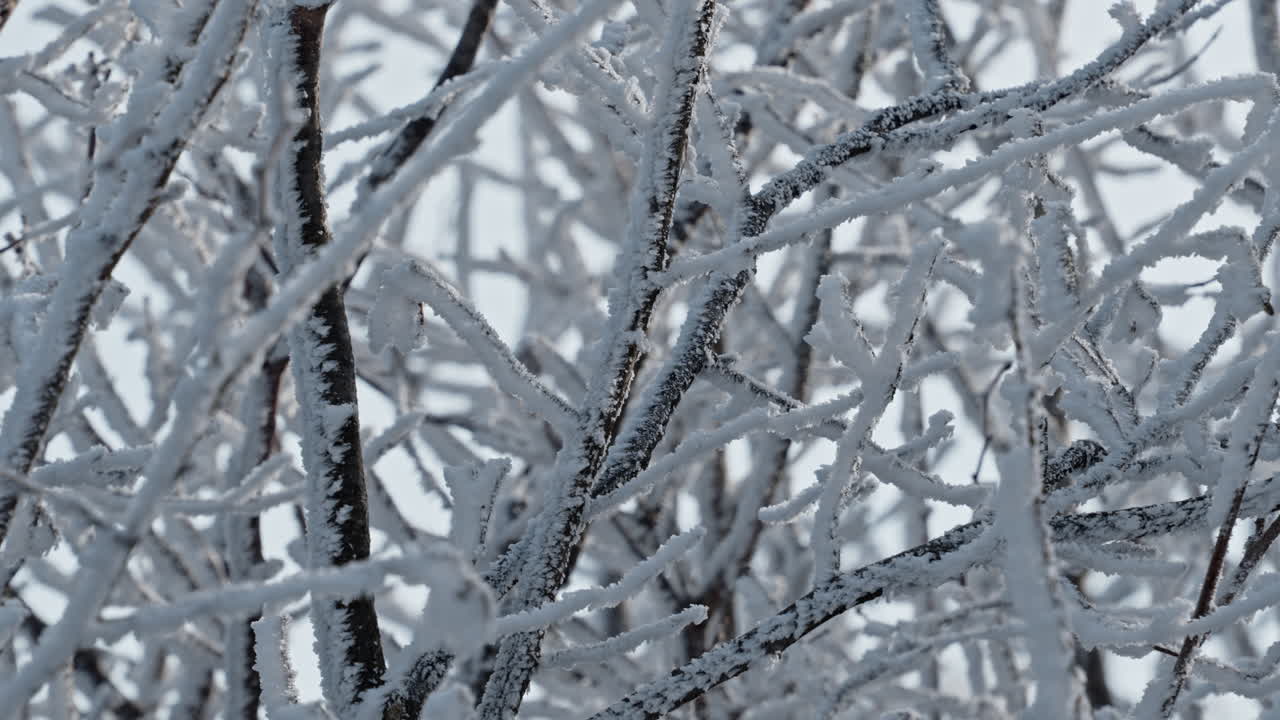 Snow-covered branches, delicate frost on trees, winter landscape with icy atmosphere