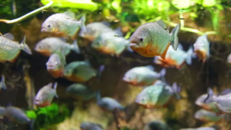 Piranha---Colossoma-macropomum