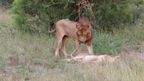 african lion male stands majestically next to his mate on savanna