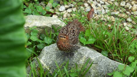 Cute-mountain-bamboo-partridge,-bambusicola-fytchii-spotted-standing-and-wagging-its-tail-feathers-on-a-rock-in-the-mountain-forest-environment,-close-up-shot