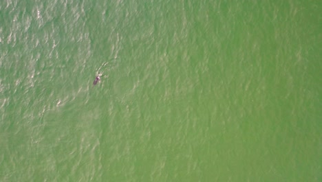 tracking a lone seal hunting for fish with birds flying overhead