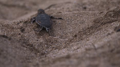 Cría-De-Tortuga-Recién-Nacida-Arrastrándose-Y-Deslizándose-En-La-Arena,-Poca-Profundidad-De-Campo-De-Cerca,-Playa-De-Laniakea,-Hawaii