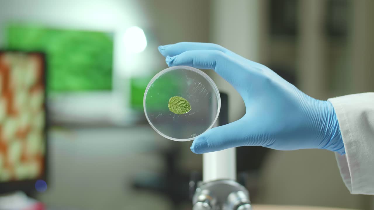 Closeup Of Biologist Hands Holding Medical Sample Of Green Leaf Discovering Genetic Mutation. Botanist Researcher Working In Ecology Laboratory Researching Biological Expertise