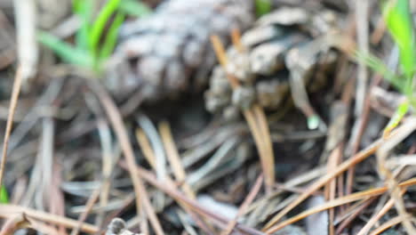 close up view of pine cone on forest floor