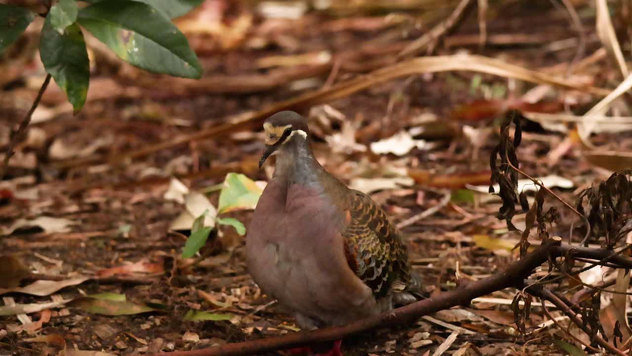 aves que se mueven e interactúan con el entorno