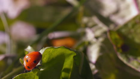 4k-Macro-Primer-Plano,-Escarabajo-Mariquita-Arrastra-Hojas-Verdes-Al-Aire-Libre