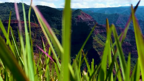 hd hawaii kauai auge en cámara lenta desde la hierba alta hasta el cañón de waimea y una cascada en la distancia