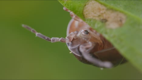 macro fotografía del cefalotórax de la loza del bosque y las antenas móviles, colgando al revés