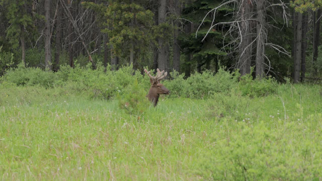 Caribou sitting in a grassy meadow with just its head visible above the tall grass in Banff National Park.