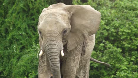 mother elephant walks along a green area flicking her ear