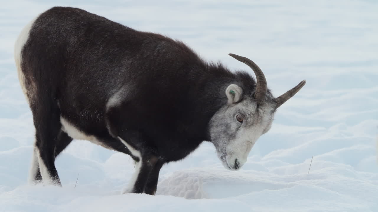 A herd of Dall sheep gathers on a snowy Yukon hillside in Canada. Their thick coats and sure-footed steps define true North American wildlife, braving a punishing winter climate.