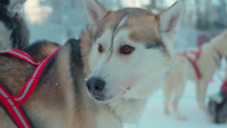 Ruhiger-Husky-Hund-Des-Schlittenteams,-Der-Darauf-Wartet,-Den-Verschneiten-Lappland-Pfad-Zu-Bereisen