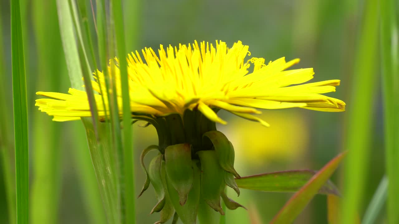 vista macro cercana de coloridas flores silvestres amarillas y hierba verde en inglaterra reino unido durante la primavera, día ventoso