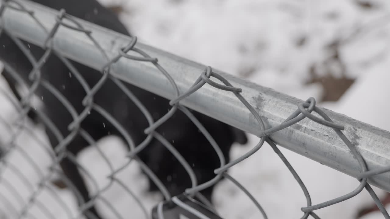 nevando en el primer día de la primavera con negro lab dane labradane perro en el otro lado de la valla de enlace de cadena como cámaras panoramas de cuidado con el signo de perro - en el cine 4k media velocidad a 30 fps