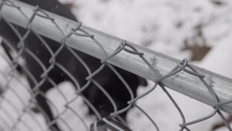 Nevando-El-Primer-Día-De-La-Primavera-Con-Un-Perro-Labrador-Danés-De-Laboratorio-Negro-Al-Otro-Lado-De-La-Cerca-De-Eslabón-De-Cadena-Mientras-La-Cámara-Se-Aparta-Del-Letrero-De-Cuidado-Con-El-Perro---En-El-Cine-4k-A-Media-Velocidad-A-30-Fps