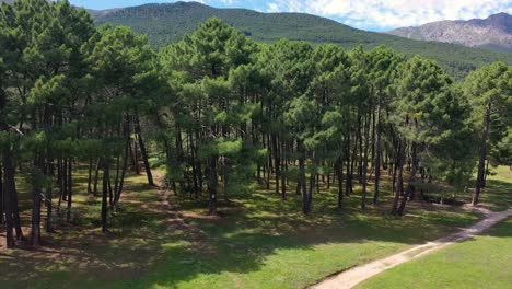 Ascending-drone-flight-over-a-meadow-with-roads-and-a-pine-forest-that-reaches-the-slope-of-the-mountains-on-a-sunny-spring-day-in-the-Tietar-Valley,-Avila-Spain