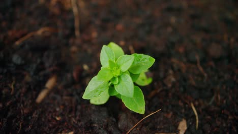 young seedling in soil