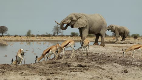 Spingböcke-Und-Elefanten-Trinken-Gemeinsam-Am-Wasserloch-In-Der-Kalahari-Wüste