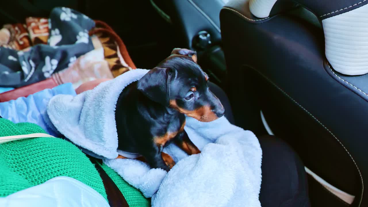 A cozy black and tan puppy is bundled in a soft blanket during a calm car ride