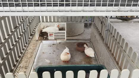 white ducks in a cage