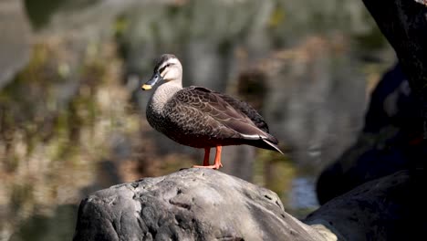 a duck standing still on a rock outdoors