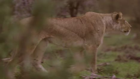 lioness prowling 02