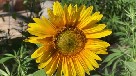 Girasol-En-Plena-Floración-En-El-Jardín