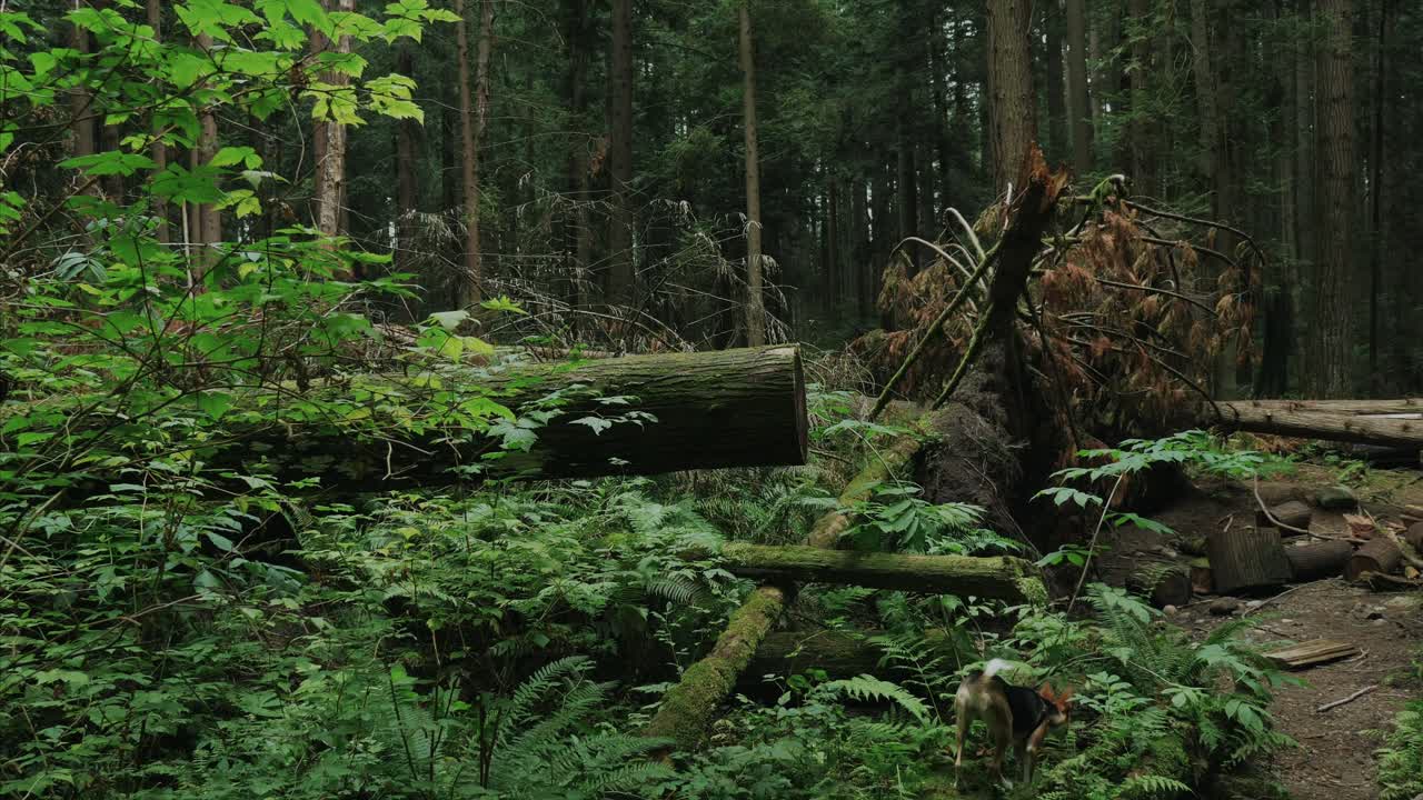 vancouver columbia británica bosque