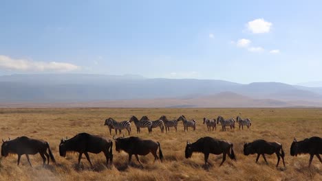 Un-Clip-De-Cámara-Lenta-De-Una-Manada-De-ñus,-Conocido-Como-Taurinus-O-ñus-Marchando-Frente-A-Cebra,-Equus-Quagga-Anteriormente-Cebra-De-Burchell-O-Equus-Burchelli-En-El-Cráter-De-Ngorongoro-Tanzania