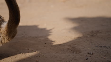 ostrich in the desert