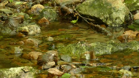 Ein-Kleiner-Vogel,-Der-Im-Fließenden-Wasser-Eines-Flusses-In-Einem-Wald-Badet