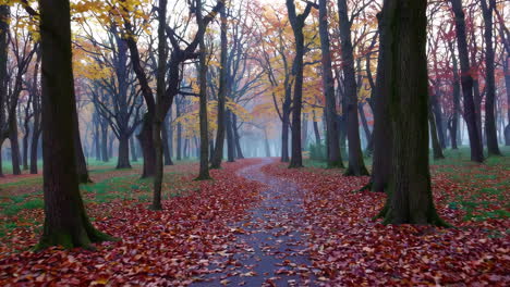 autumn foggy forest path