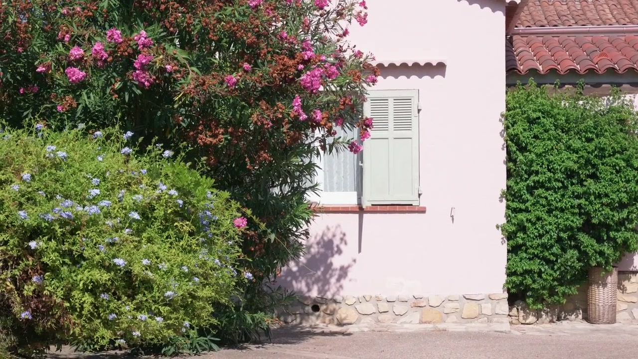 Gros plan d'un mur de maison rose avec des volets verts, à côté de lauriers-roses et de plumbagos en fleurs, Côte d'Azur, France