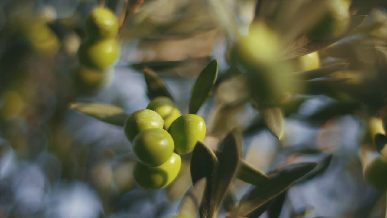 Close-up of Green Olives on a Tree