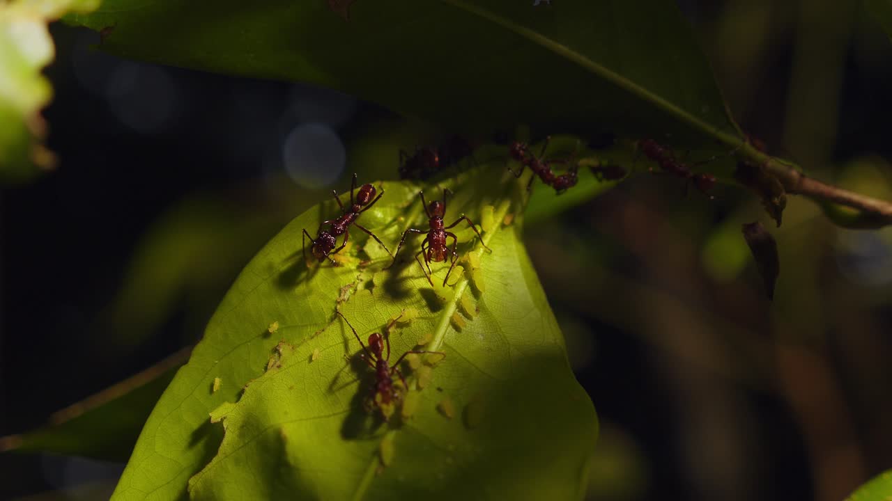 hormigas tocando su antena en áfidos y alimentándose de melaza secretada por ellos, cultivando hormigas ordeñando