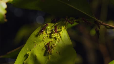 Hormigas-Tocando-Su-Antena-En-áfidos-Y-Alimentándose-De-Melaza-Secretada-Por-Ellos,-Cultivando-Hormigas-Ordeñando