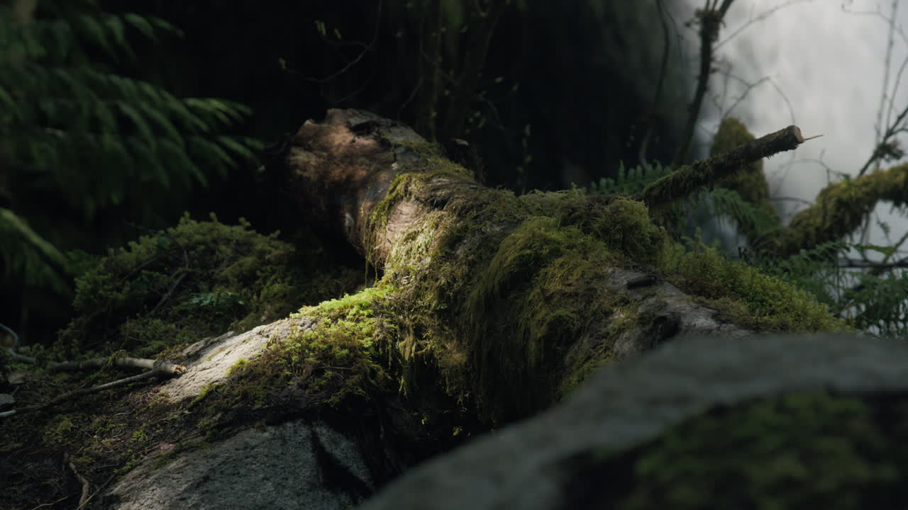 A majestic fallen tree trunk bathed in sunlight rests before a cascading waterfall, creating a picturesque fusion of nature's beauty and tranquility.