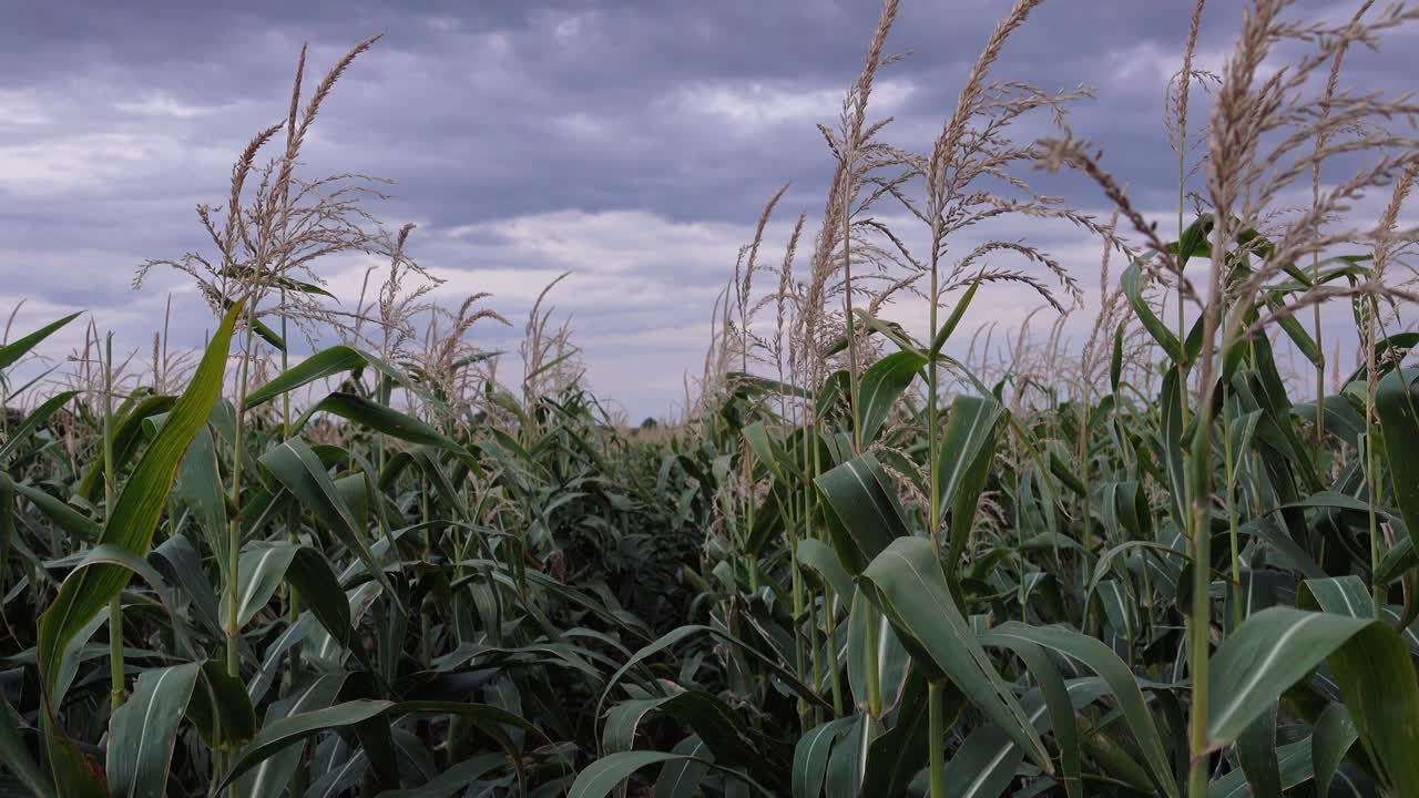 Static 4k shot of a cornfield in Seewinkel, Burgenland, Austria, during an overcast evening. Green leaves and tassels sway gently in the wind under a cloudy sky.