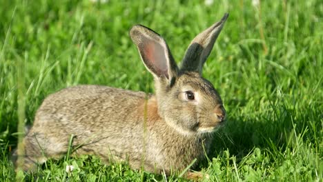 wild rabbit in green grass
