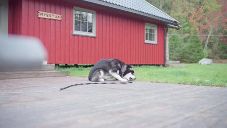 alaskan malamute dog with leash chewing food outside red cabin in norway