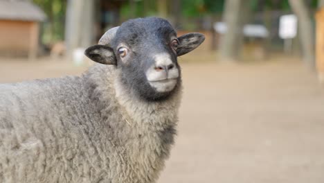 close up portrait of cute domestic sheep with black face looking at camera