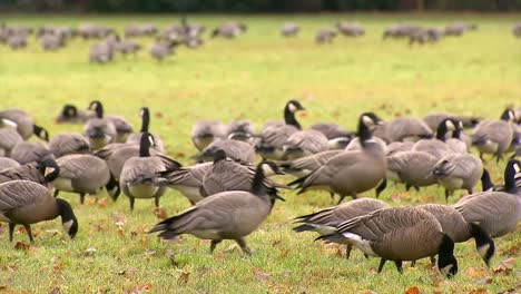 varias aves migratorias de gansos canadienses pastando