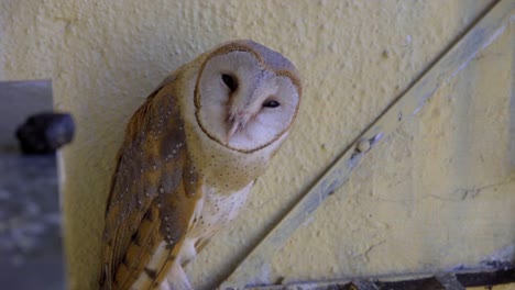 owl blinking eyes face close up barn owl india seating sleeping in daylight