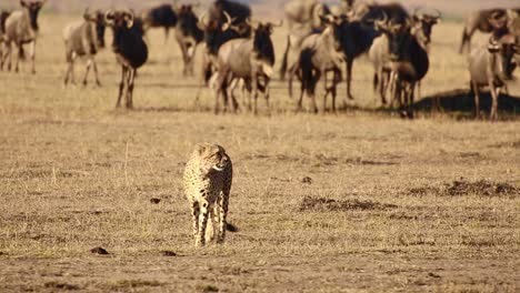 guepardo solitario caminando en el parque nacional de la sabana africana del serengeti frente a una gran manada de ñus, kenia