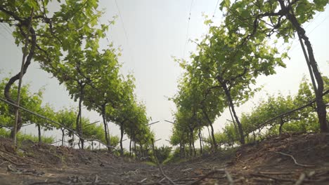 Low-angle-view-of-grape-vineyard,-Grape-farming