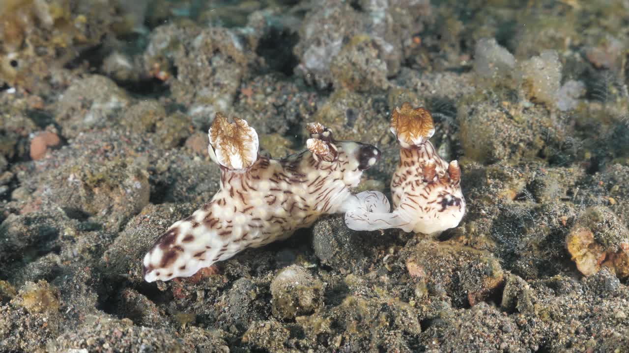 observación marina del apareamiento de nudibranquios en un sistema de arrecifes submarinos