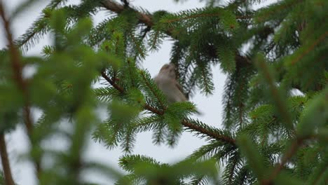 Junger-Spatz-Schaut-Sich-Um,-Während-Er-Auf-Dem-Ast-Der-Kiefer-Sitzt