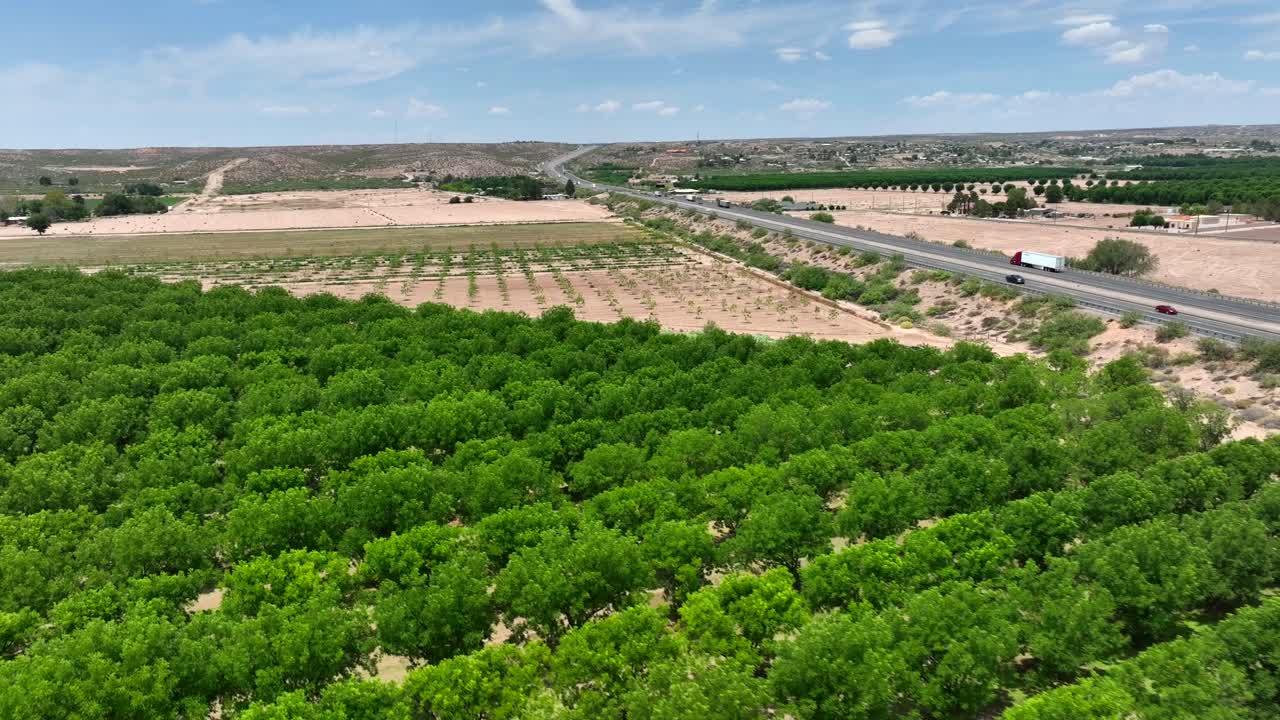 árboles de nueces en el huerto de las cruces, nuevo méxico