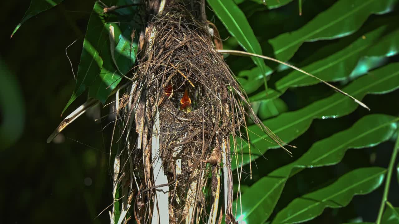 Crimson Sunbird Bird Species Feeding Babies In A Hanging Nest. Close-up Shot