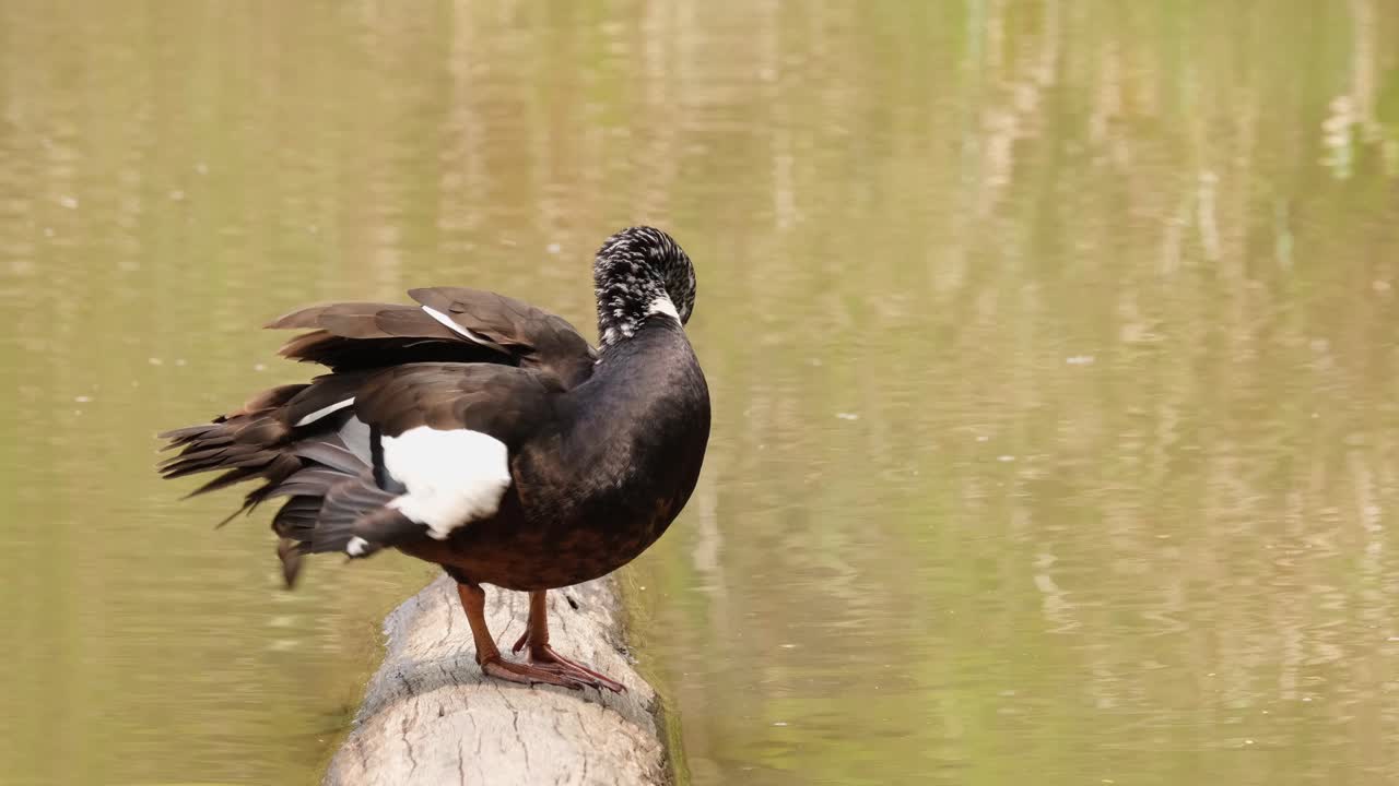 de pie sobre un tronco mirando hacia la derecha mientras se acicala durante un caluroso día de verano